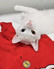 宠物看病比人贵合理吗？1