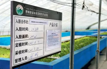 理塘高高原农业从不可能到“真香”1