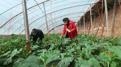 大寨子村:党旗红,乡村美