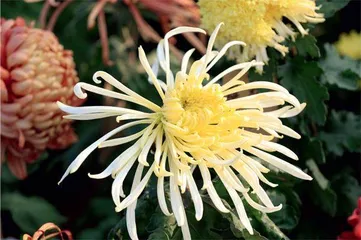 菊花文化 山水武昌1