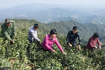 做强“六堡茶”品牌 振兴瑶茶产业1