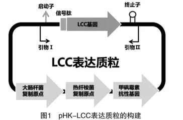核心素养下跨学科STSE综合实践教学探索