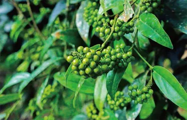 胡椒:一种改变了历史的香料1