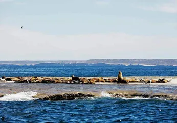 瓦尔德斯半岛:海洋动物的乐园6