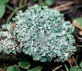 地衣 开山辟地的先锋1