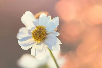 花儿开了1