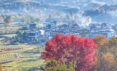 黄山养绿,日进斗金2