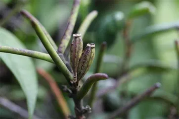 纤叶钗子股观察记