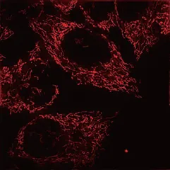 荧光探针:让微观世界“闪闪发光”2