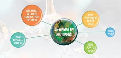 荧光探针:让微观世界“闪闪发光”6