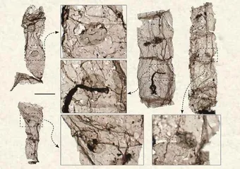 寻找迄今最古老的多细胞真核生物：16.3亿年前的“壮丽青山藻”