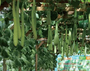 一棵蔬菜造“森林”