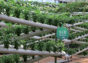 一棵蔬菜造“森林”1