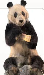 静止的自然之魂：博物馆标本探秘1