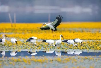 西昌邛海湿地4
