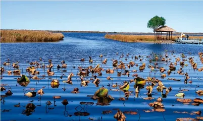 齐齐哈尔扎龙湿地2