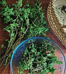 薄荷叶和苏式绿豆汤2