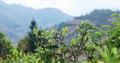 年年春来待新茶1