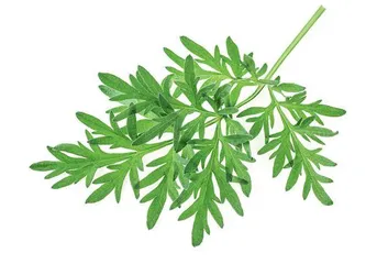 春季艾草食疗茶