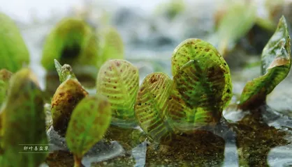 神秘的“海底草原”3