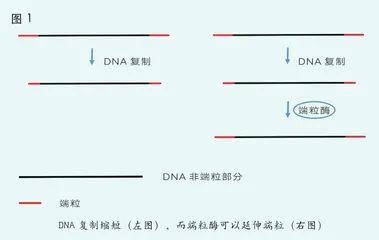 细胞的生与死