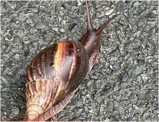 可恶的外来入侵物种1