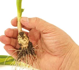 植物的根也有向光性吗