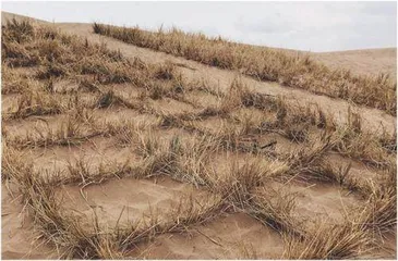 与风沙“赛跑”的莫高窟6