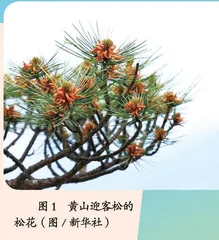 松柏不畏严寒的奥秘
