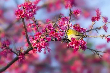 ＂眼妆达人＂暗绿绣眼鸟