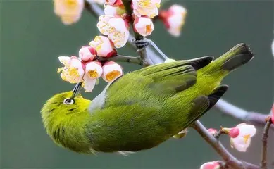 "眼妆达人"暗绿绣眼鸟1