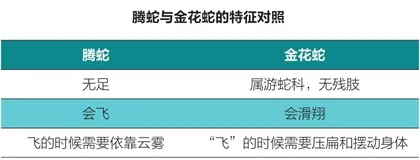 “小龙”亦有凌云志：蛇居然会“飞”？2