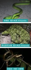 “小龙”亦有凌云志：蛇居然会“飞”？3