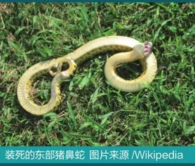 “小龙”亦有凌云志：蛇居然会“飞”？6