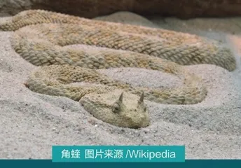 “小龙”亦有凌云志：蛇居然会“飞”？7