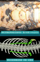 “小龙”亦有凌云志：蛇居然会“飞”？8