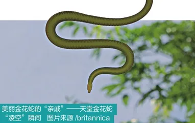 “小龙”亦有凌云志：蛇居然会“飞”？10