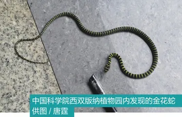 “小龙”亦有凌云志：蛇居然会“飞”？11