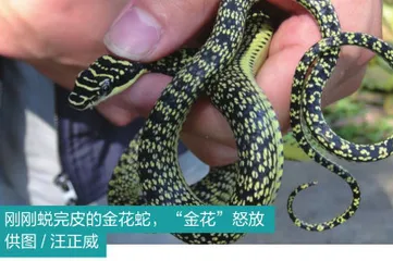 “小龙”亦有凌云志：蛇居然会“飞”？12