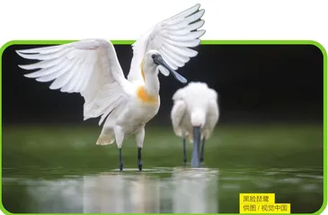 琵鹭“画水求鱼”、苍鹭“信天随缘”，哪个吃得更饱
