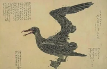 琵鹭“画水求鱼”、苍鹭“信天随缘”,哪个吃得更饱1