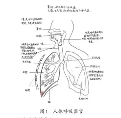  “画科学”助推学生科学思维启蒙