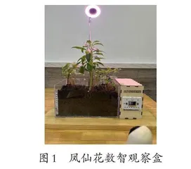 长时探究凤仙花的数智观察盒实践
