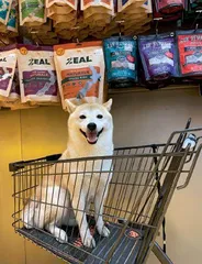 猫狗成年轻人“情绪充电宝”0