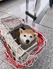 猫狗成年轻人“情绪充电宝”5