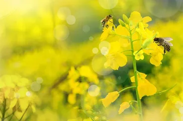 油菜花开蜜蜂忙