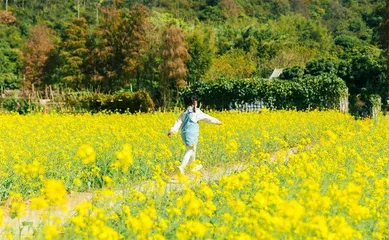 油菜花开蜜蜂忙1