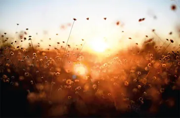 巴西采花人：永不完结的故事
