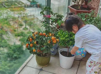 只此青绿 阳台小菜园7