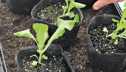 只此青绿 阳台小菜园10